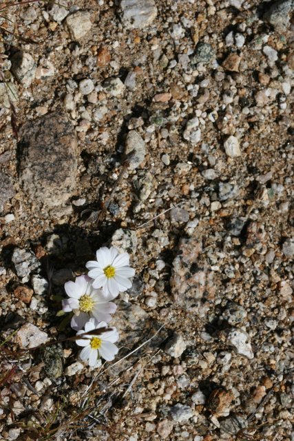 A Delicate White Anemone Among the Rocks