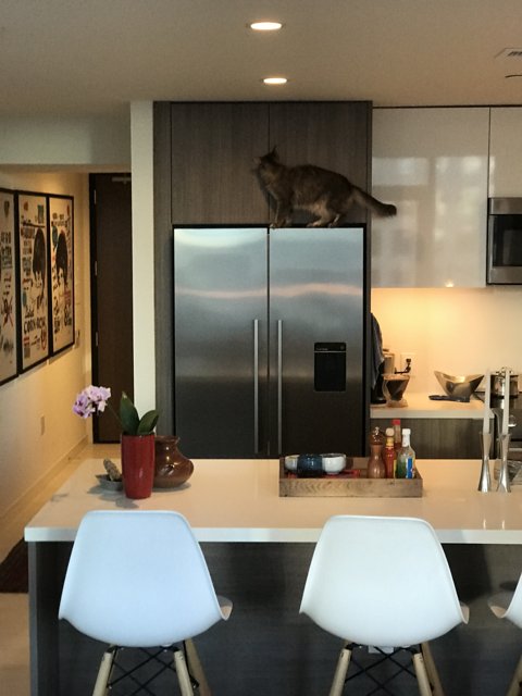 Feline Ruler of the Kitchen Island