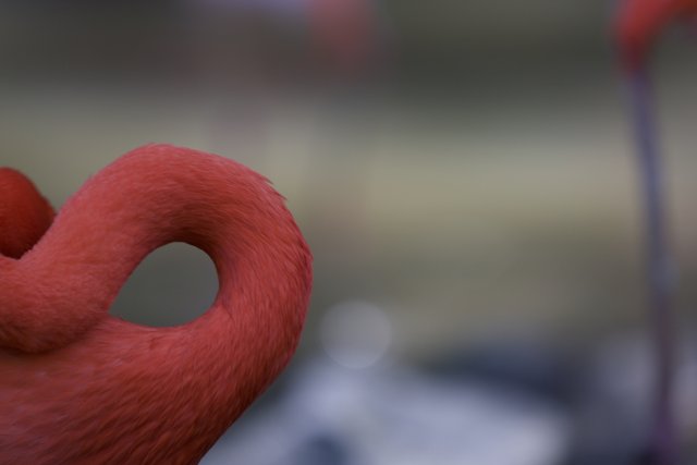 Majestic Flamingo