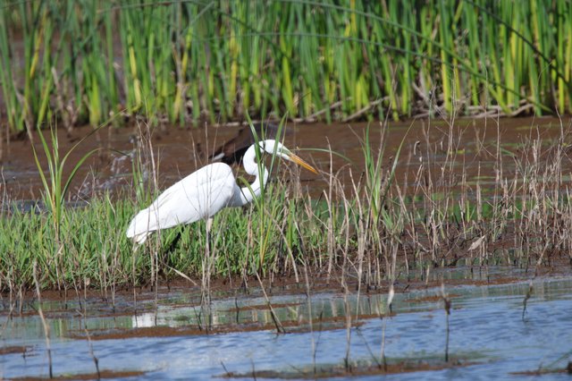 Great Egret Hunting in Wetland Marsh Waters