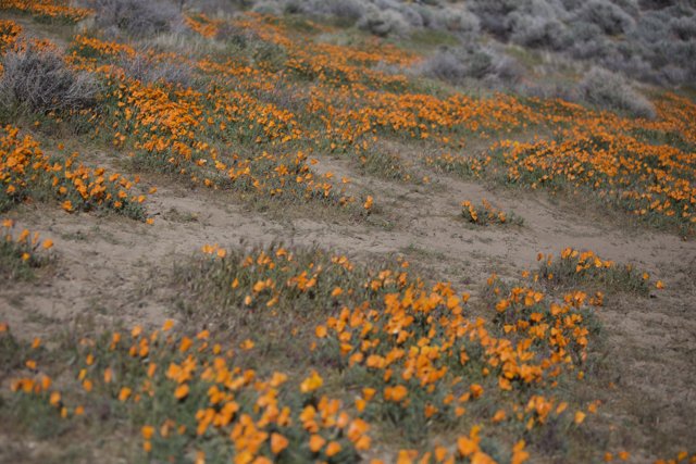 A Sea of California Poppies in Bloom