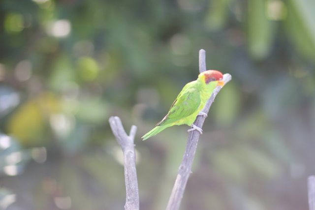 Emerald Feathered Parakeet