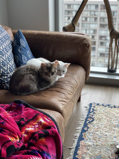 Feline Friends on the Comfiest Couch
