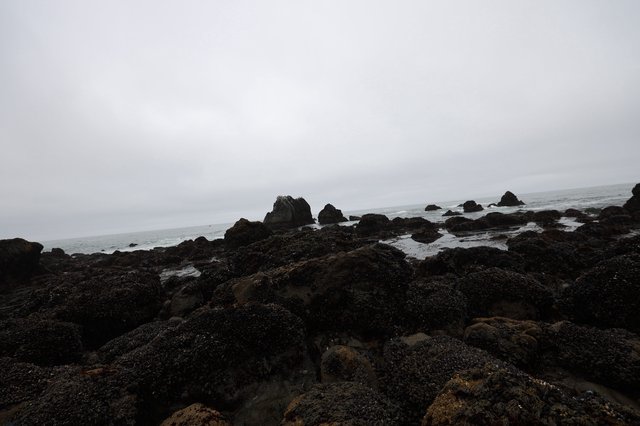 Mussel-Covered Rocks at Foggy Pacific Tidepools