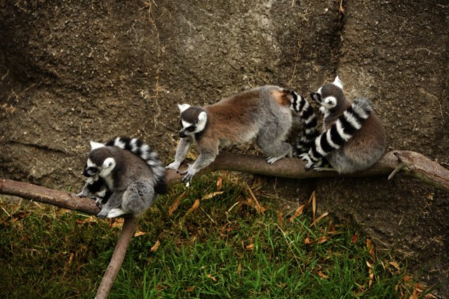 Lemur Trio at Oakland Zoo