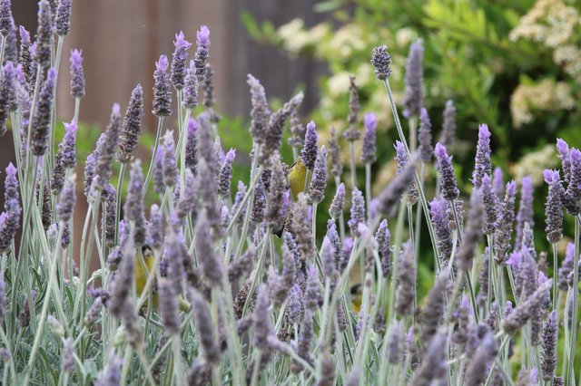 Yellow Bird Foraging Among Purple Lavender Flowers