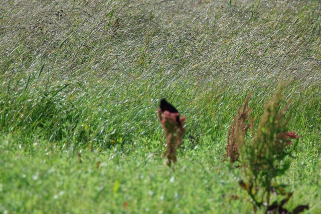 Red-winged Blackbird in Windswept Wetland Grasses