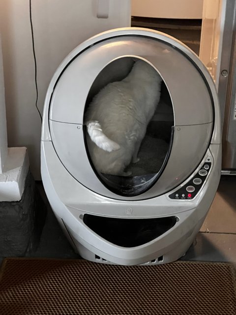 The Curious Cat and the Washer