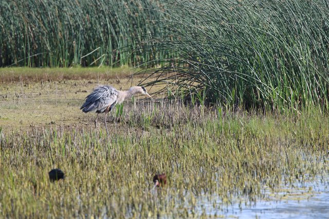 Great Blue Heron Foraging in Wetland Marsh