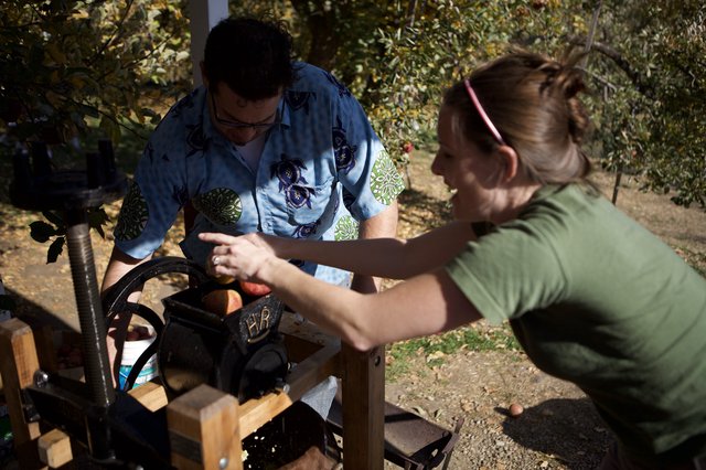 Harvest Season Apple Pressing in the Orchard