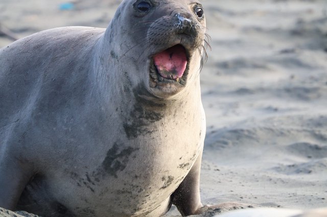 Northern Elephant Seal Pup Vocalizing at Drakes Beach