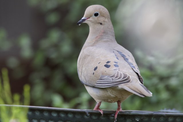 Mourning Dove Perched on Garden Feeder Rail