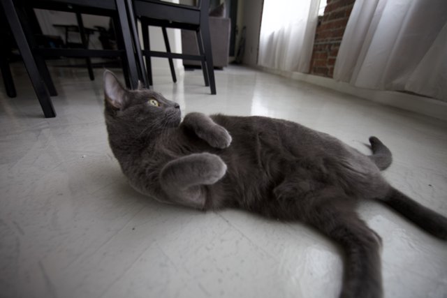 Gray Cat Relaxing on Hardwood Floor