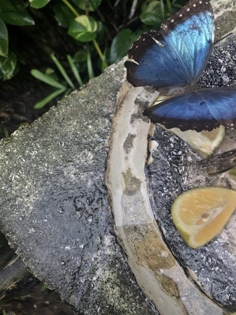 The Blue Butterfly's Lemon Slice