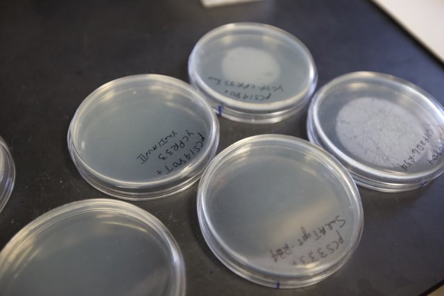 Lab Dishes with Writing