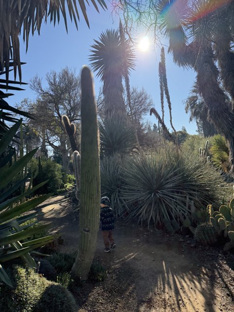 Sunny Stroll Through the Garden