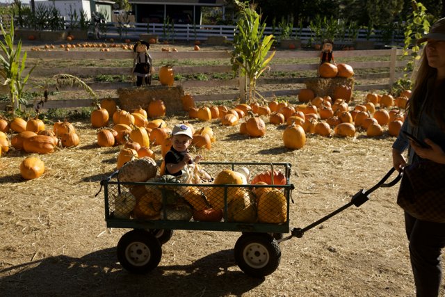 Harvest Time at the Pumpkin Patch