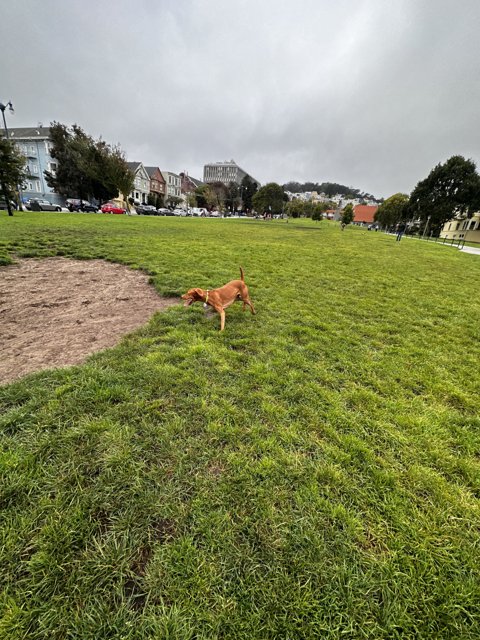 A Playful Pup in Duboce Park