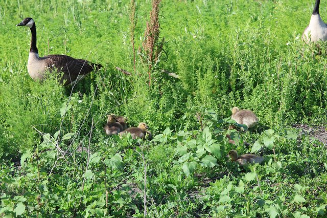 Canada Goose Family Foraging in Wetland Grassland