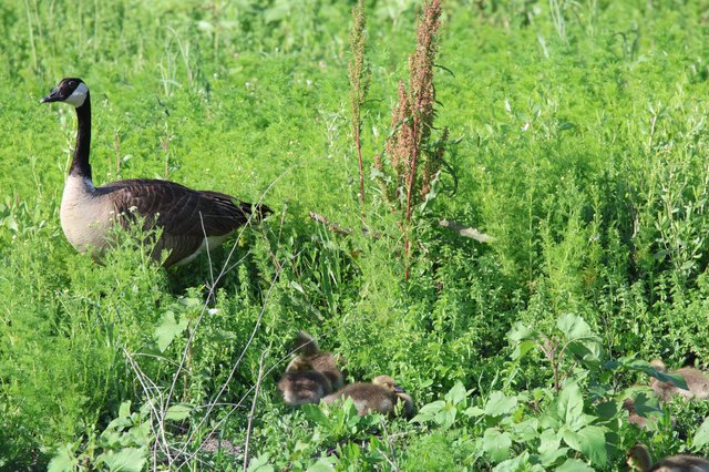 Canada Goose Family Foraging in Wetland Grasslands