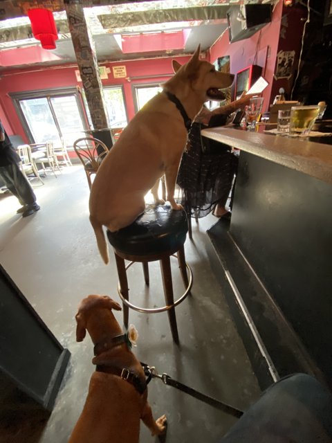Pups Take A Seat At The Bar