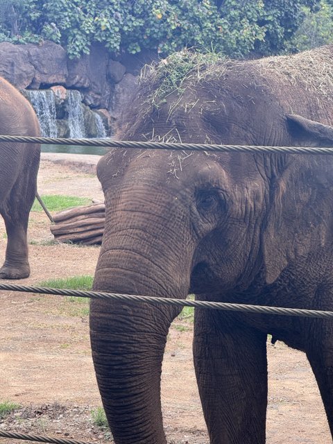 Gentle Giants of Honolulu Zoo