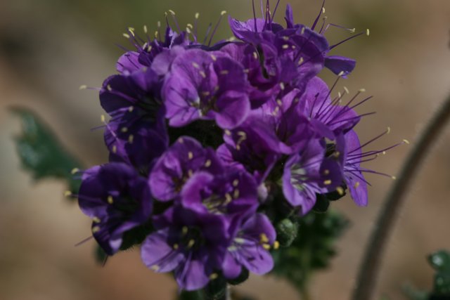 Purple Geraniums in Full Bloom