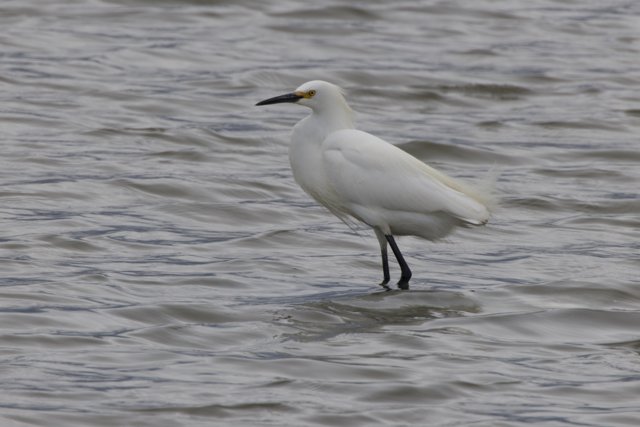 Graceful Reflection