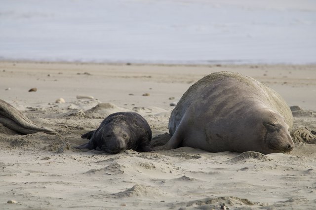 Elephant Seal Mother and Pup Resting on Beach