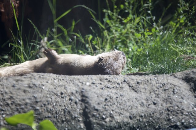 Lazy Afternoon in Walnut Creek