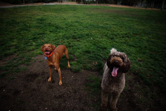 Playful Pooches in the Park
