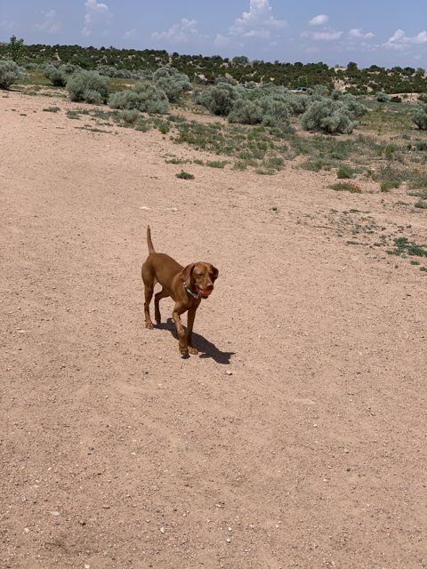 Running Free in the Desert