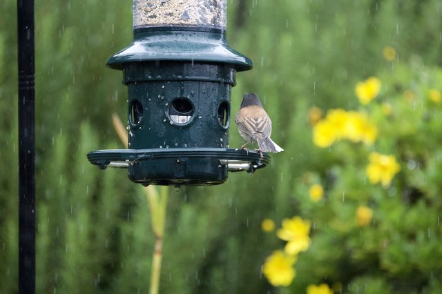 Bird Seeking Shelter at Feeder During Rainfall