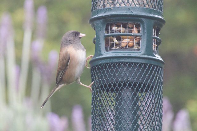 Dark-eyed Junco at Garden Bird Feeder
