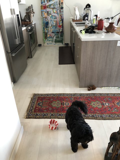 Canine Companions in the Kitchen