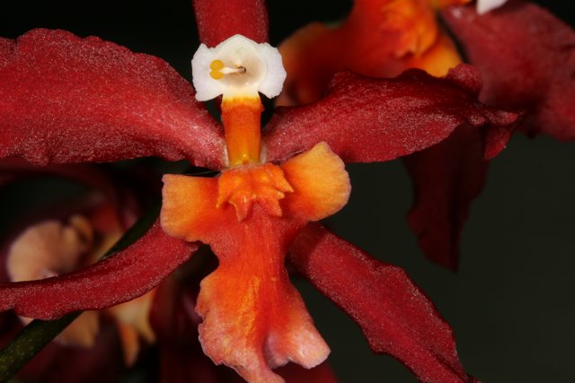 Vivid Red and Orange Orchid