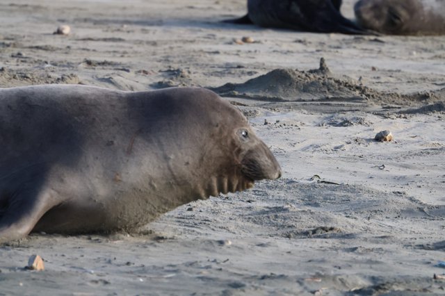Elephant Seal Resting on Sandy Beach at Drakes Beach
