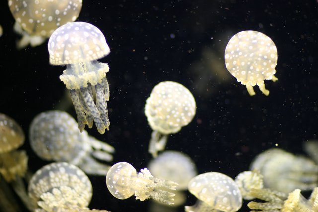 A Swarm of Jellyfish in the Aquarium