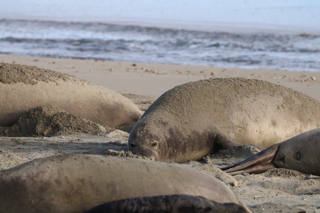 Elephant Seals Resting on Drakes Beach Sand Dunes