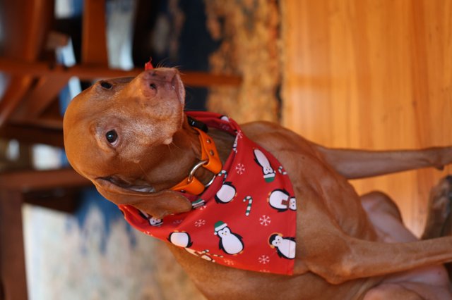 Vizsla in Festive Christmas Bandana at Home