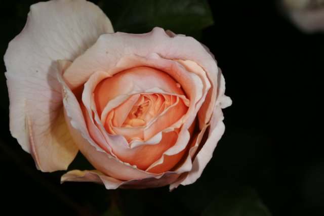 Peach Rose Beauty