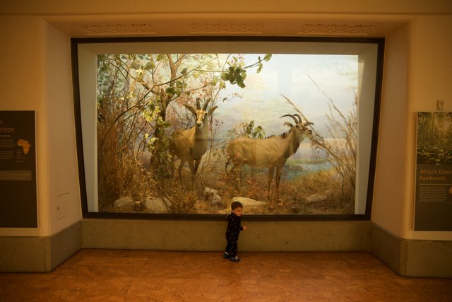 A Young Art Enthusiast's Exploration at the Academy of Sciences
