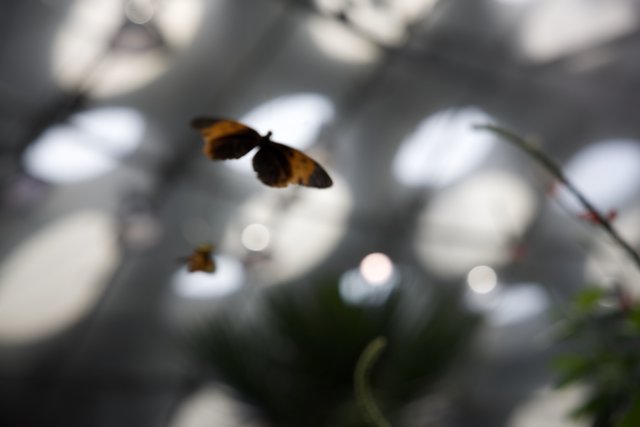 Kaleidoscope in Midair: The Butterfly House Experience