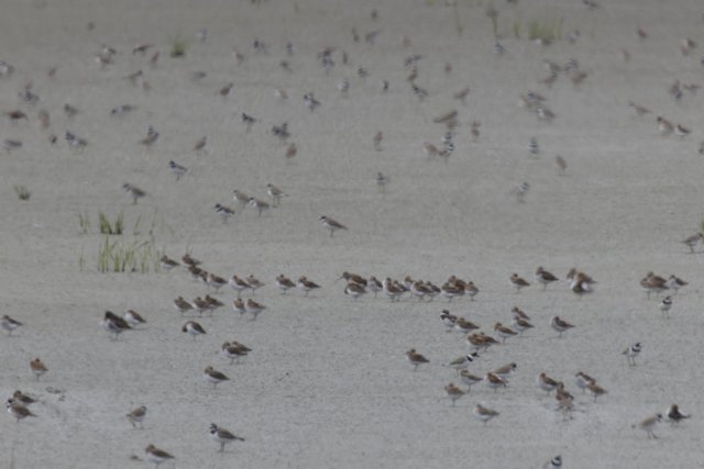A Symphony of Flight