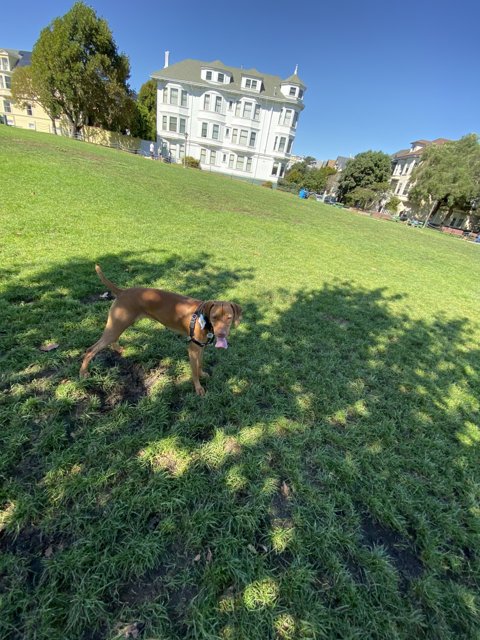 Running Free in Duboce Park