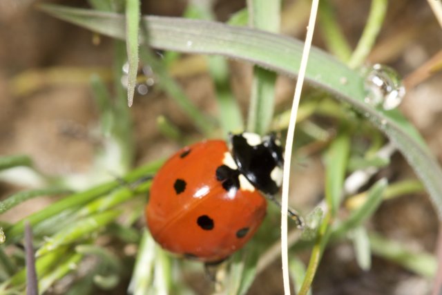 Ladybug Among the Blades