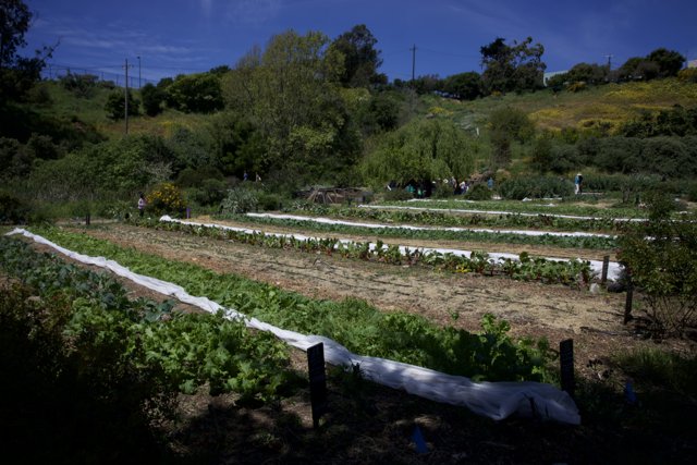 Celebrating Earth Day 2024: Cultivation and Community at Alemany Farm