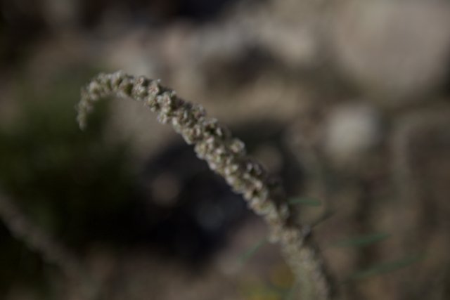 A Vibrant Desert Plant