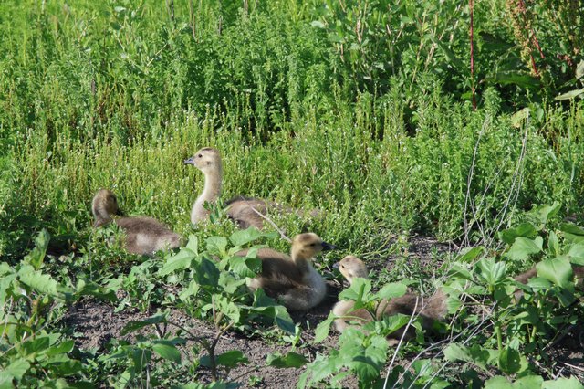 Canada Goslings Foraging in Wetland Vegetation