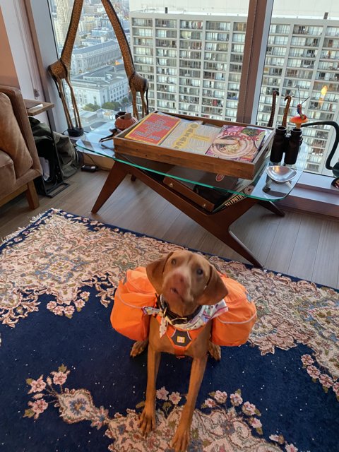 Urban Canine in Orange Vest